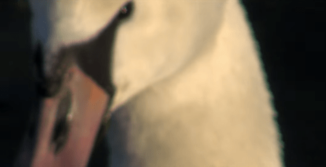 lust_for_youth_cocteaulab_2016_best_tracks