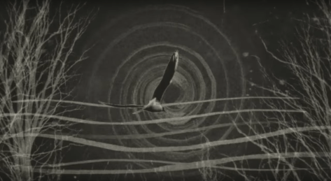 the_coral_cocteaulab_2016_best_tracks